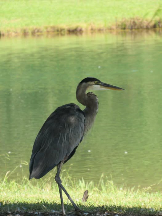 "The most solid comfort one can fall back upon is the thought that the business of one's life is to help in some small way to reduce the sum of ignorance, degradation and misery on the face of this beautiful earth." George Eliot