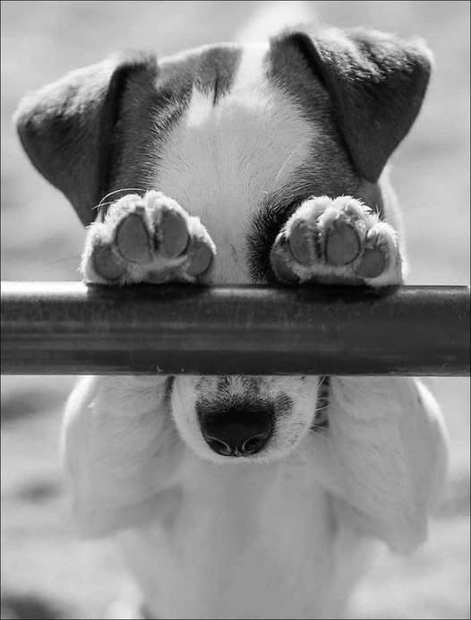 “Above all, don't lie to yourself. The man who lies to himself and listens to his own lie comes to a point that he cannot distinguish the truth within him, or around him, and so loses all respect for himself and for others. And having no respect he ceases to love.” — Fyodor Dostoevsky